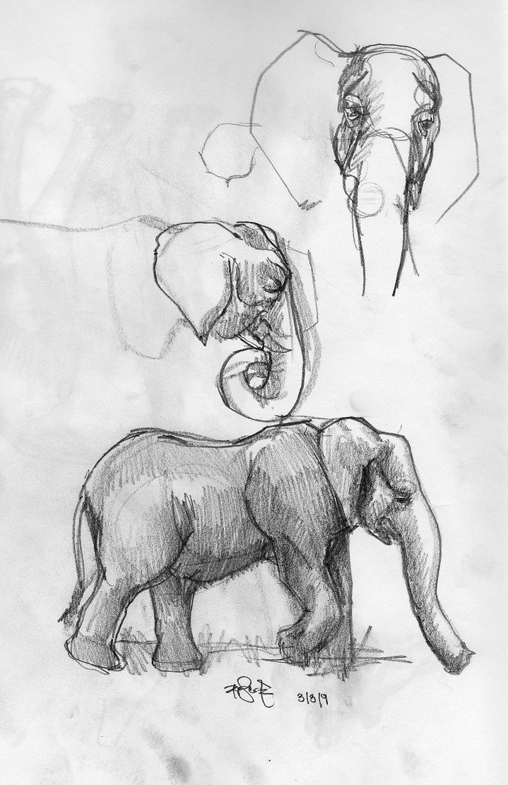 elephant-pencil-drawing-roscoe-studio