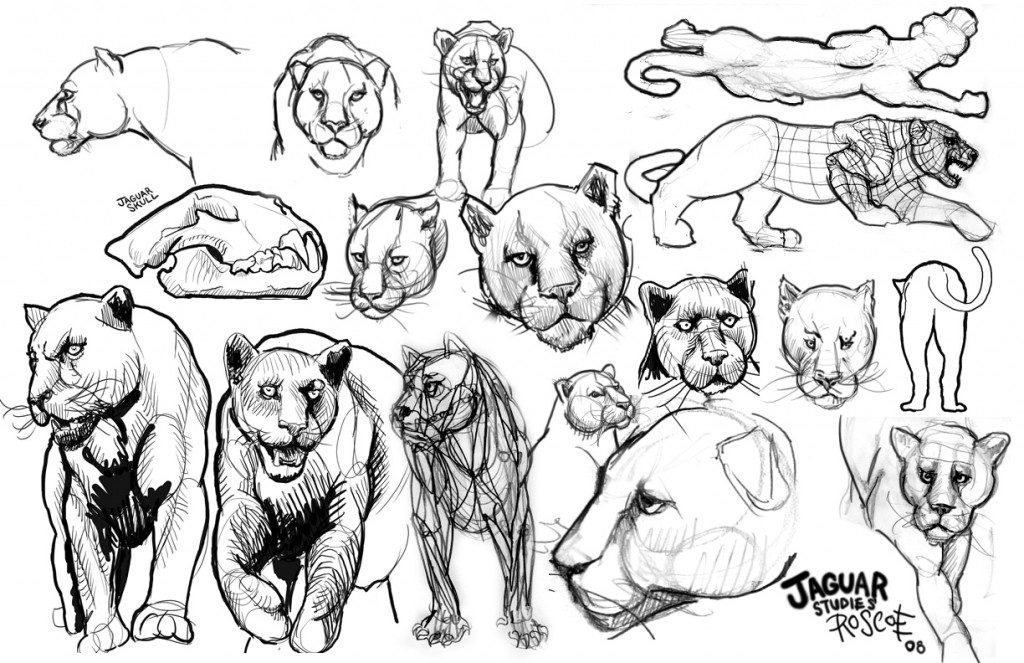 jaguar-drawings-roscoe studio